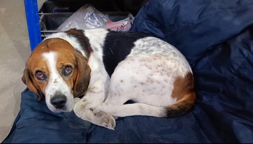 Найдена собака в Сыктывкаре — фото объявления