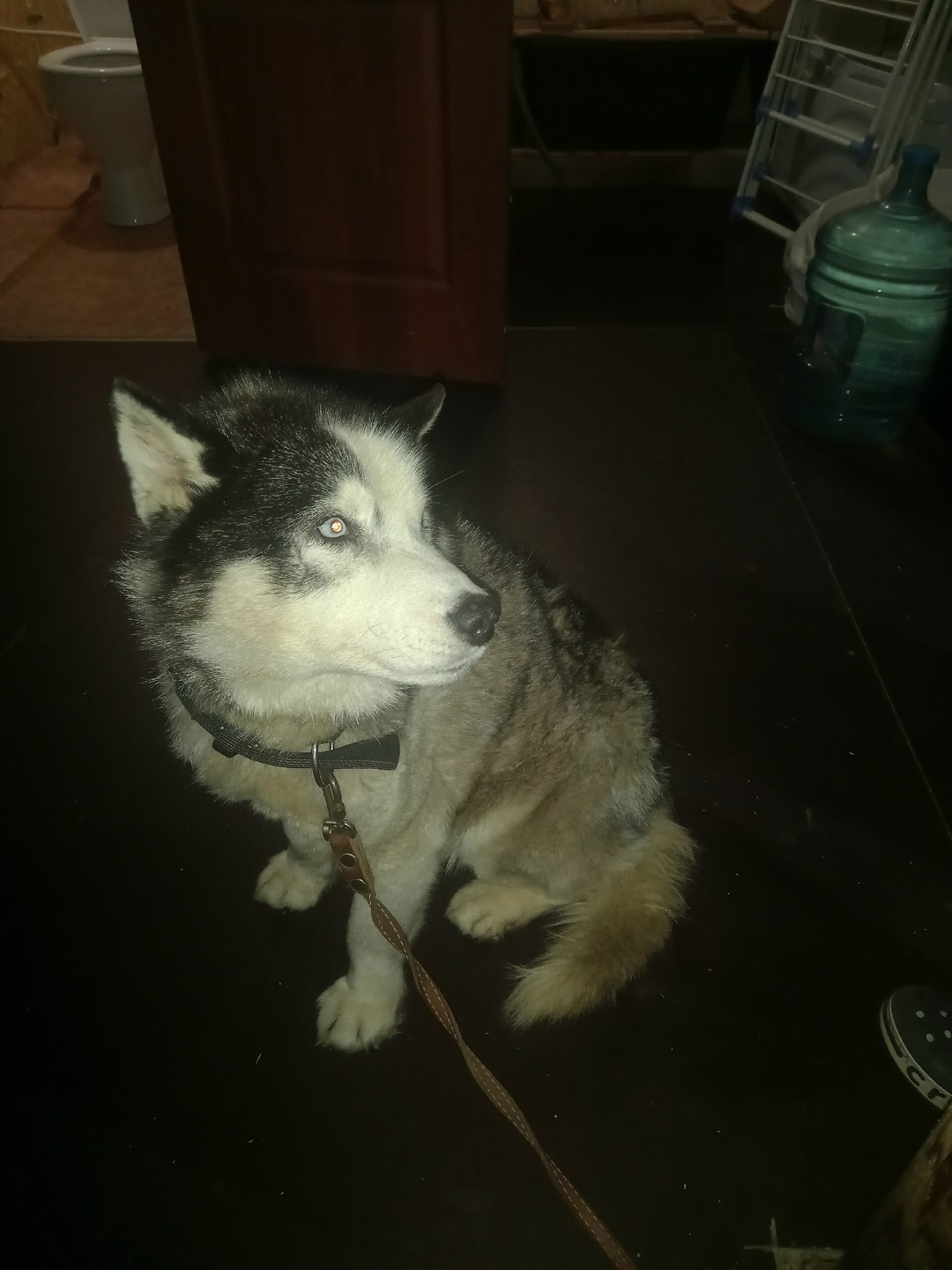 Найдена собака в Сыктывкаре — фото объявления