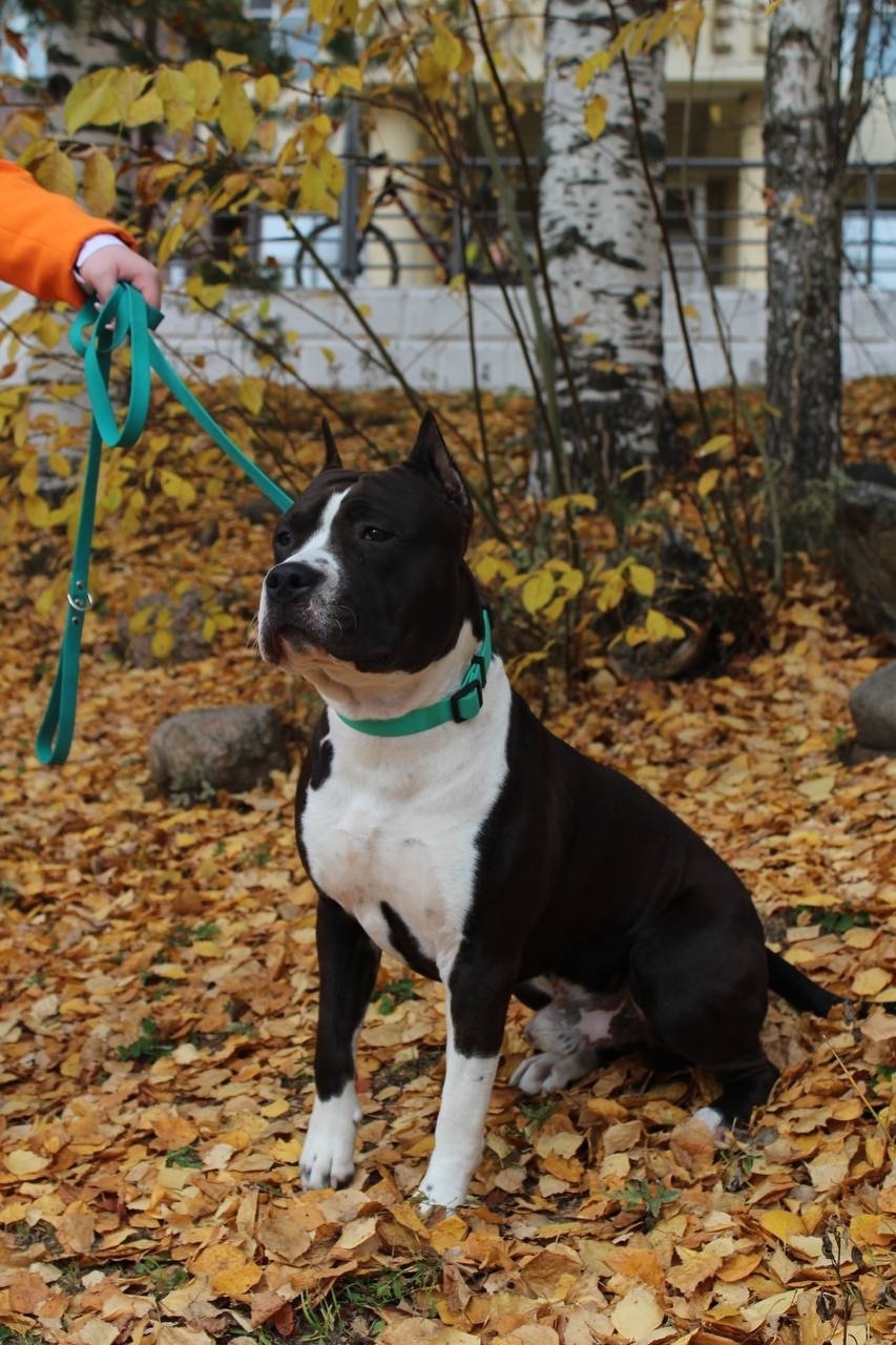 Пропала собака в Сыктывкаре — фото объявления