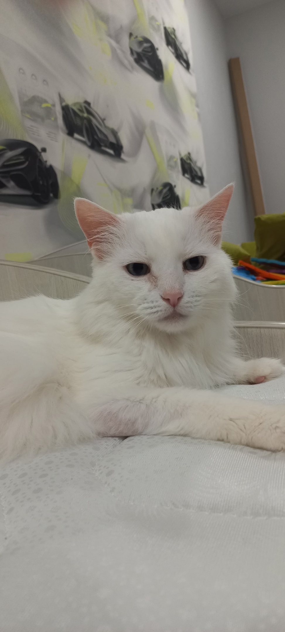 Пропала кошка в Сыктывкаре — фото объявления