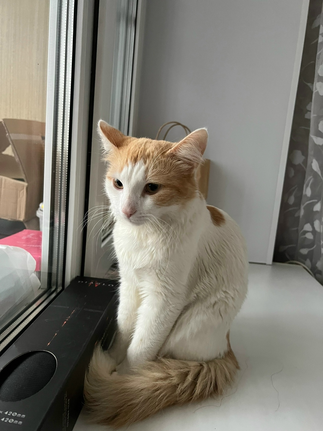 Найдена кошка в Сыктывкаре — фото объявления