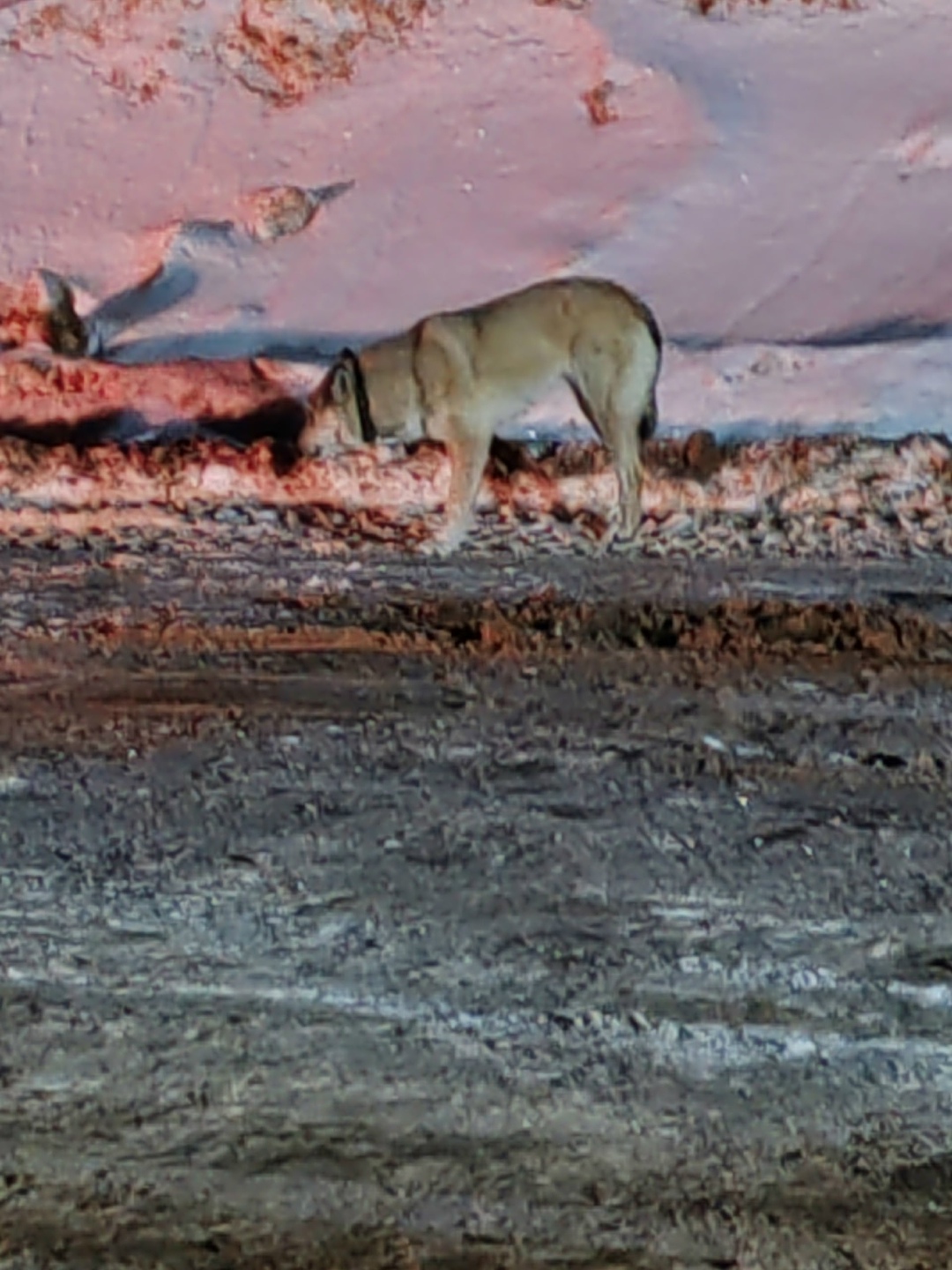 Пропала собака в Сыктывкаре — фото объявления