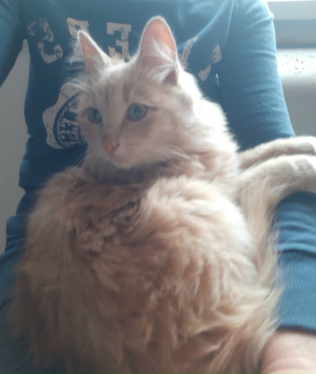 Найдена кошка в Сыктывкаре — фото объявления