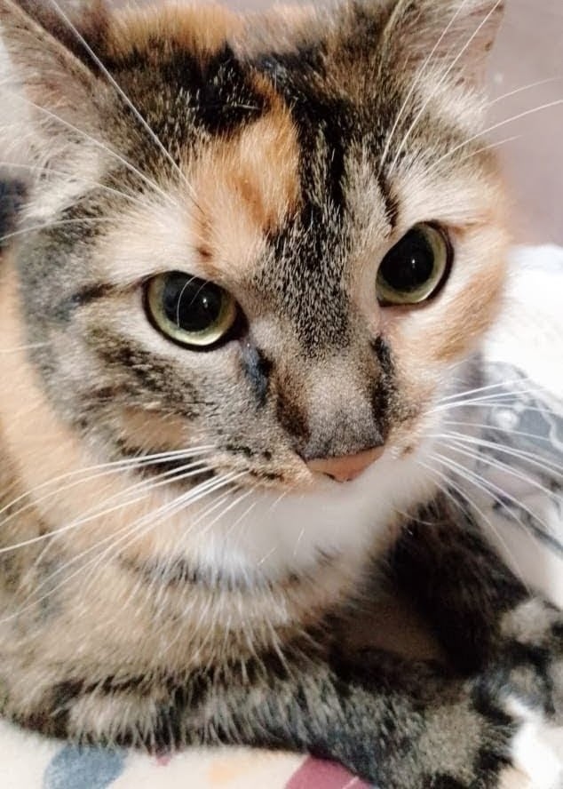 Найдена кошка в Сыктывкаре — фото объявления