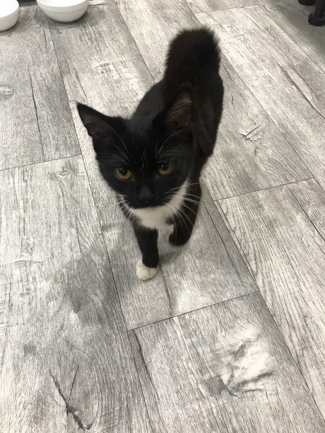 Найдена кошка в Сыктывкаре — фото объявления