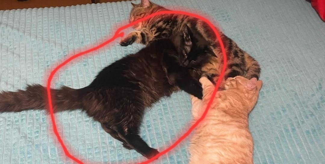 Пропала кошка в Сыктывкаре — фото объявления