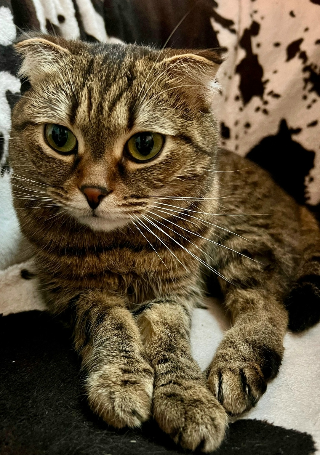 Пропала кошка в Сыктывкаре — фото объявления