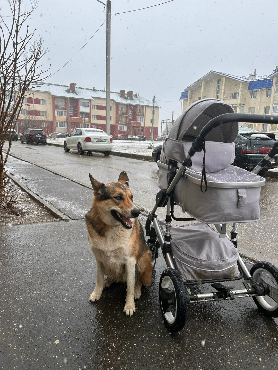 Пропала собака в Сыктывкаре — фото объявления