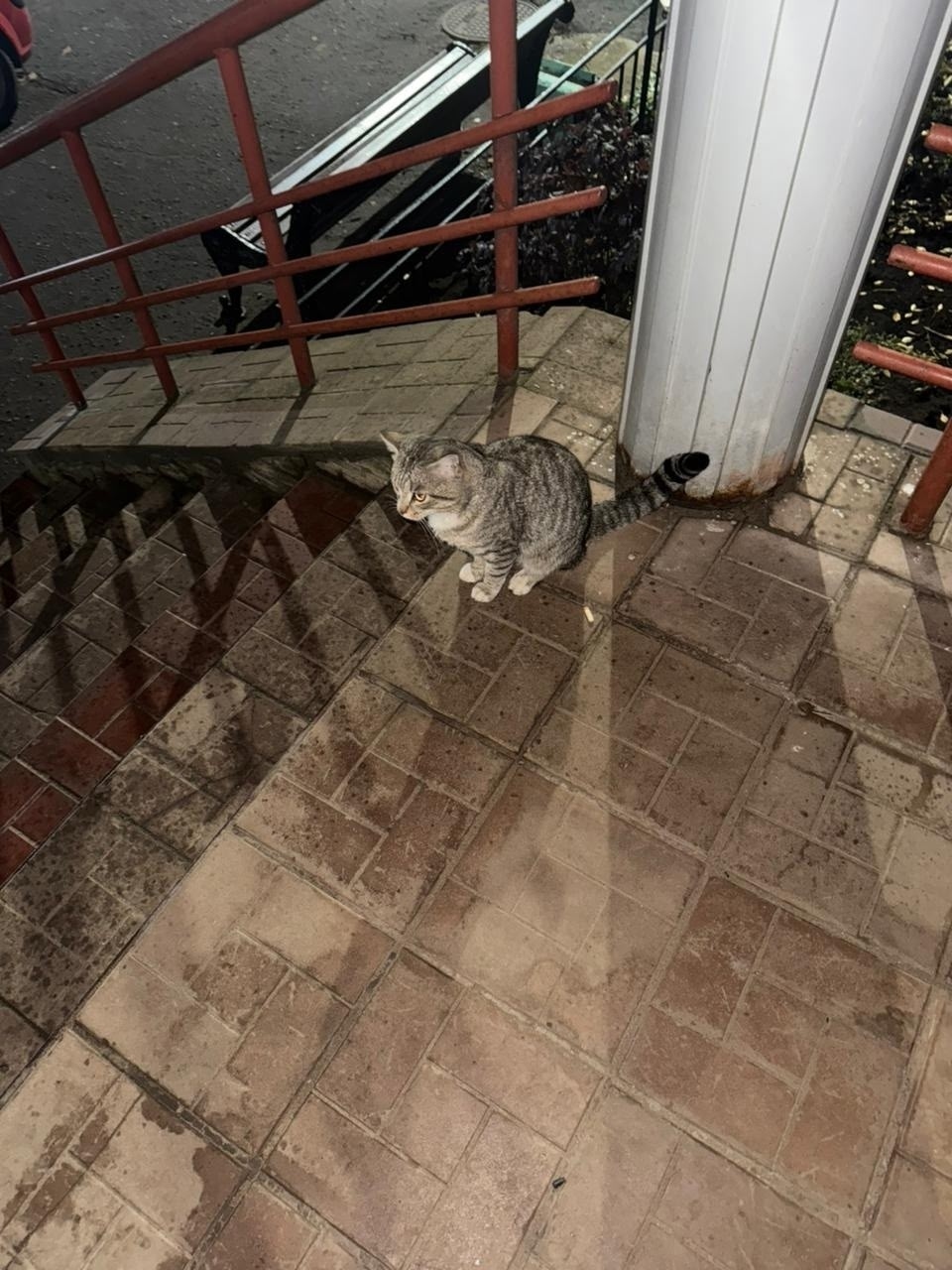 Пропала кошка в Сыктывкаре — фото объявления