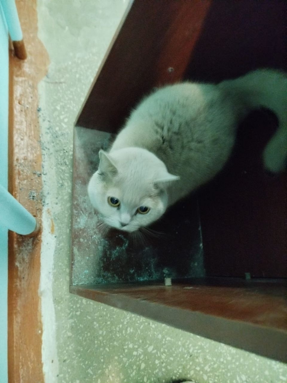 Найдена кошка в Сыктывкаре — фото объявления