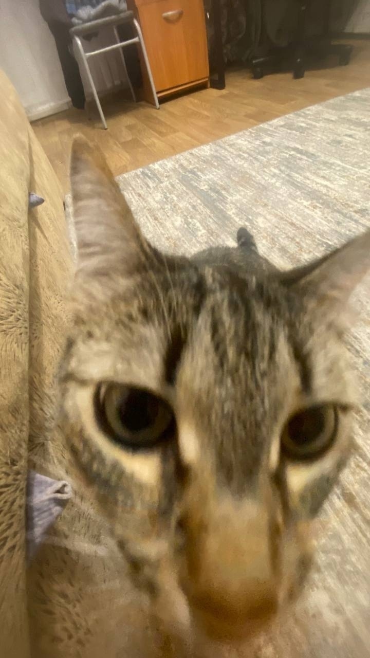 Пропала кошка в Сыктывкаре — фото объявления