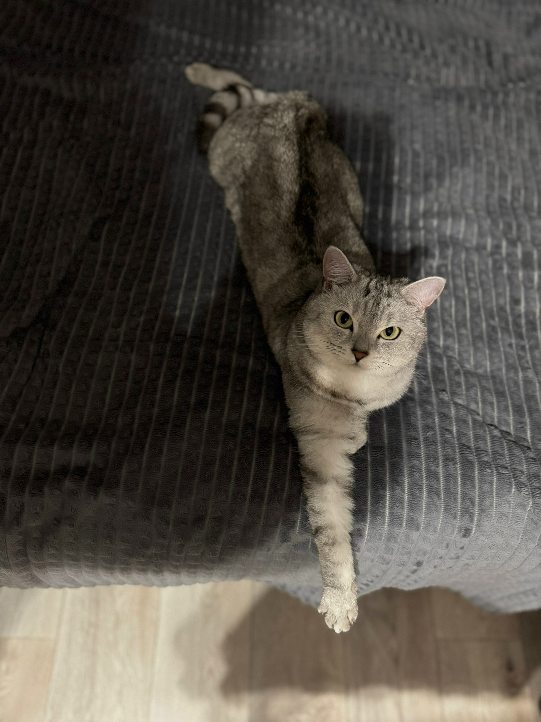 Пропала кошка в Сыктывкаре — фото объявления