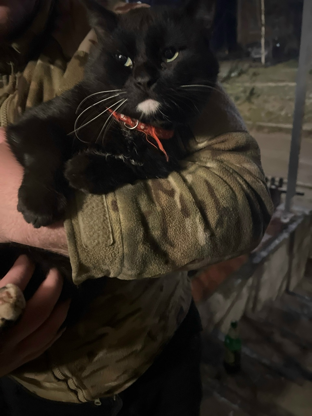 Найдена кошка в Сыктывкаре — фото объявления