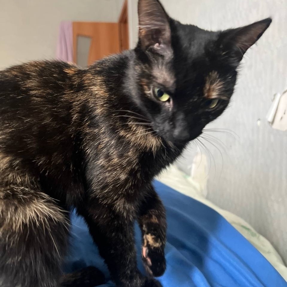 Пропала кошка в Сыктывкаре — фото объявления