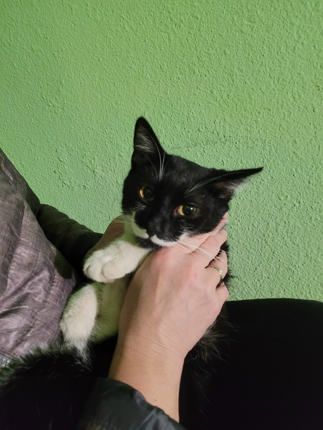 Найдена собака в Сыктывкаре — фото объявления