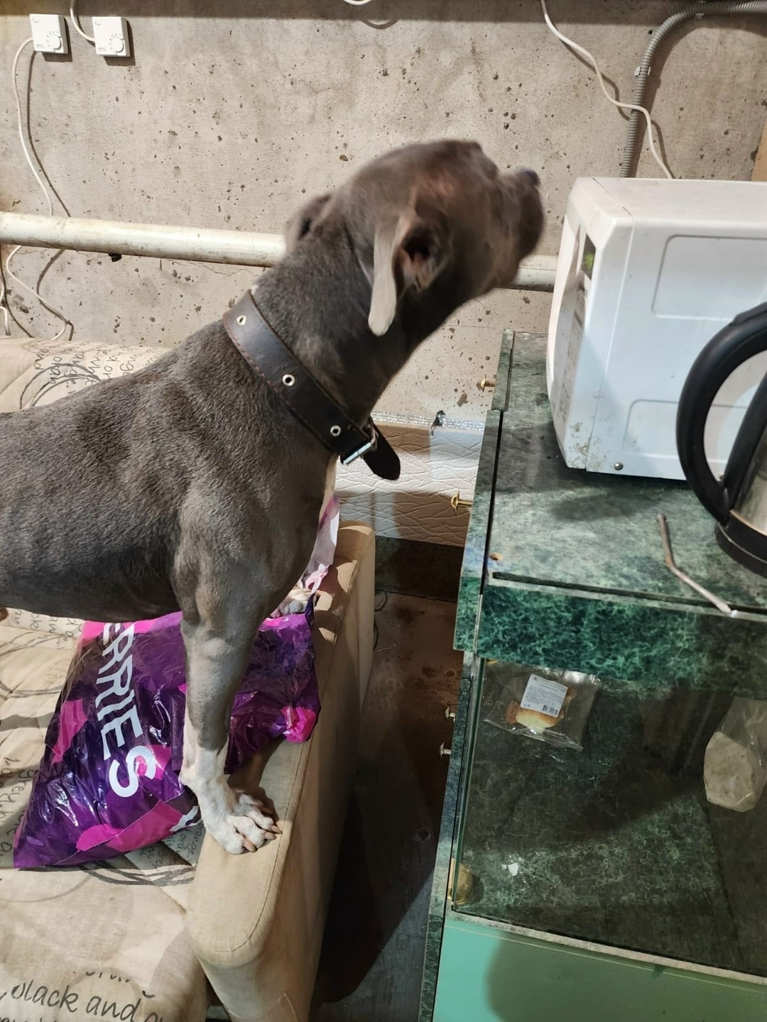 Найдена собака в Сыктывкаре — фото объявления