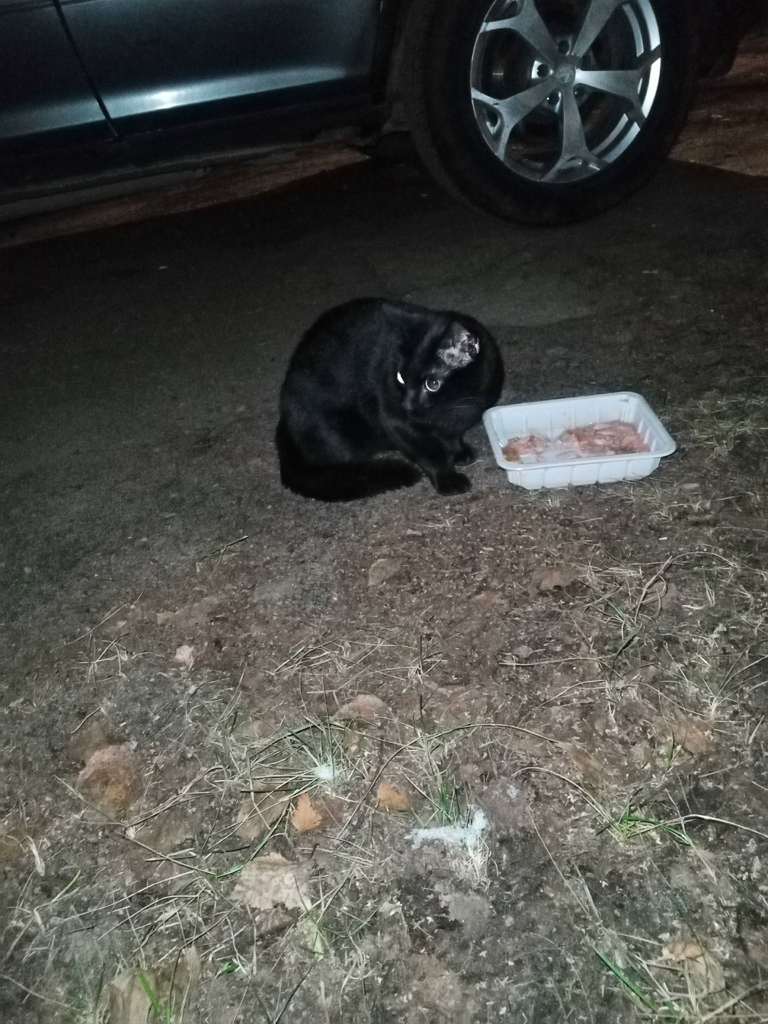 Пропала собака в Сыктывкаре — фото объявления