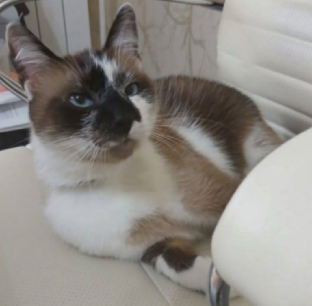 Пропала кошка в Сыктывкаре — фото объявления