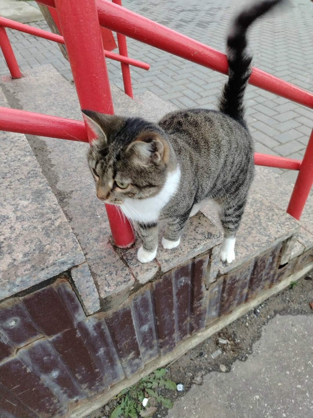 Найдена кошка в Сыктывкаре — фото объявления