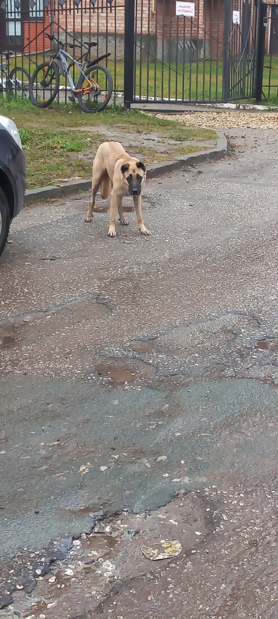 Пропала собака в Сыктывкаре — фото объявления