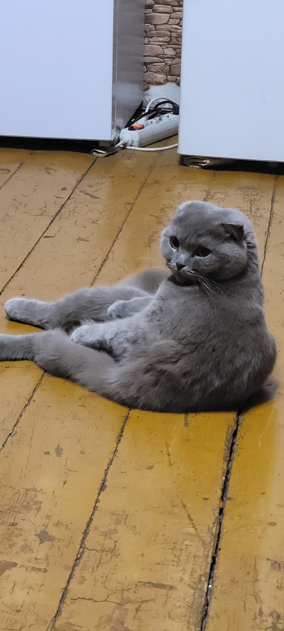 Пропала кошка в Сыктывкаре — фото объявления