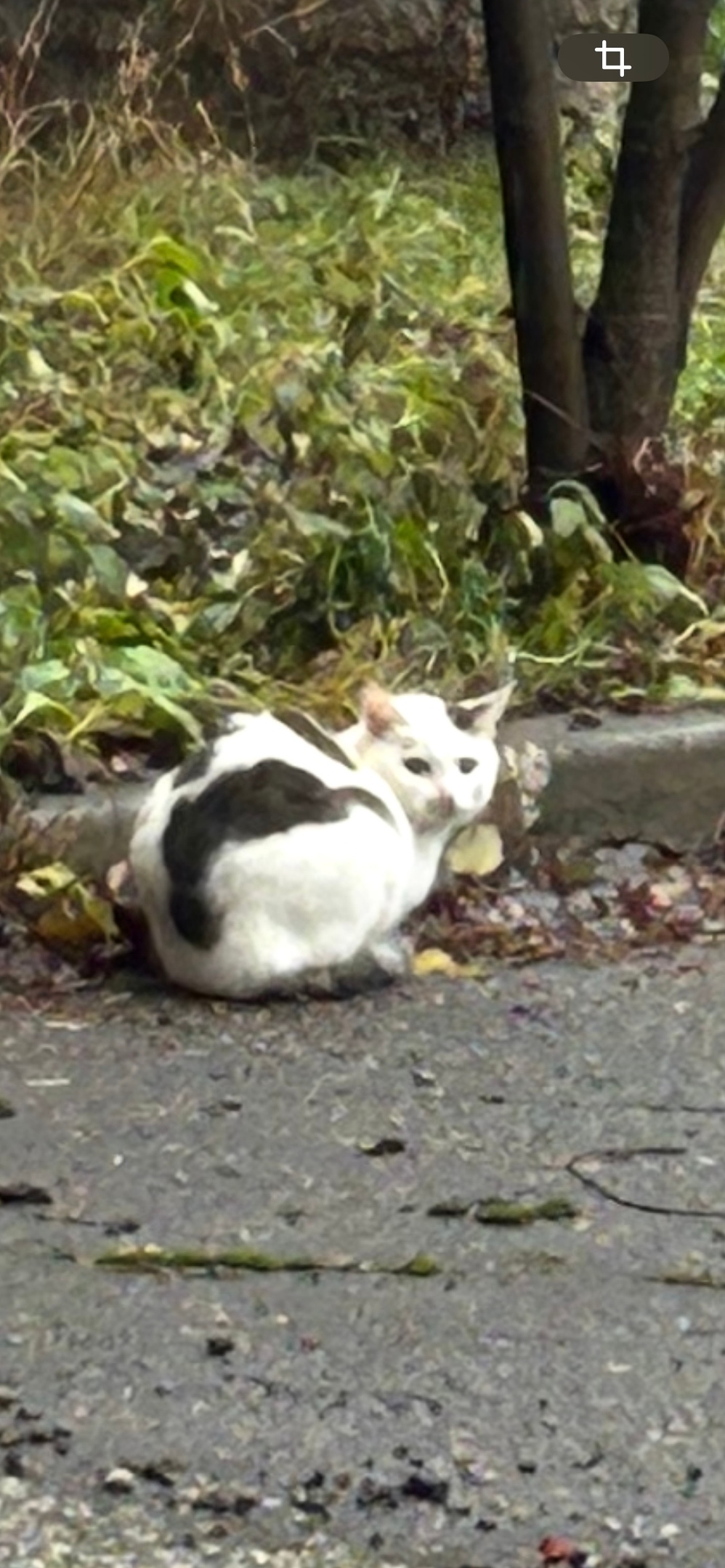 Пропала кошка в Сыктывкаре — фото объявления