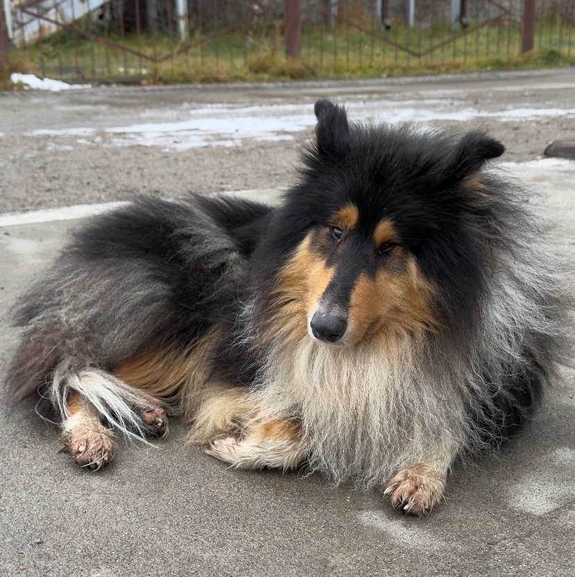 Пропала собака в Сыктывкаре — фото объявления