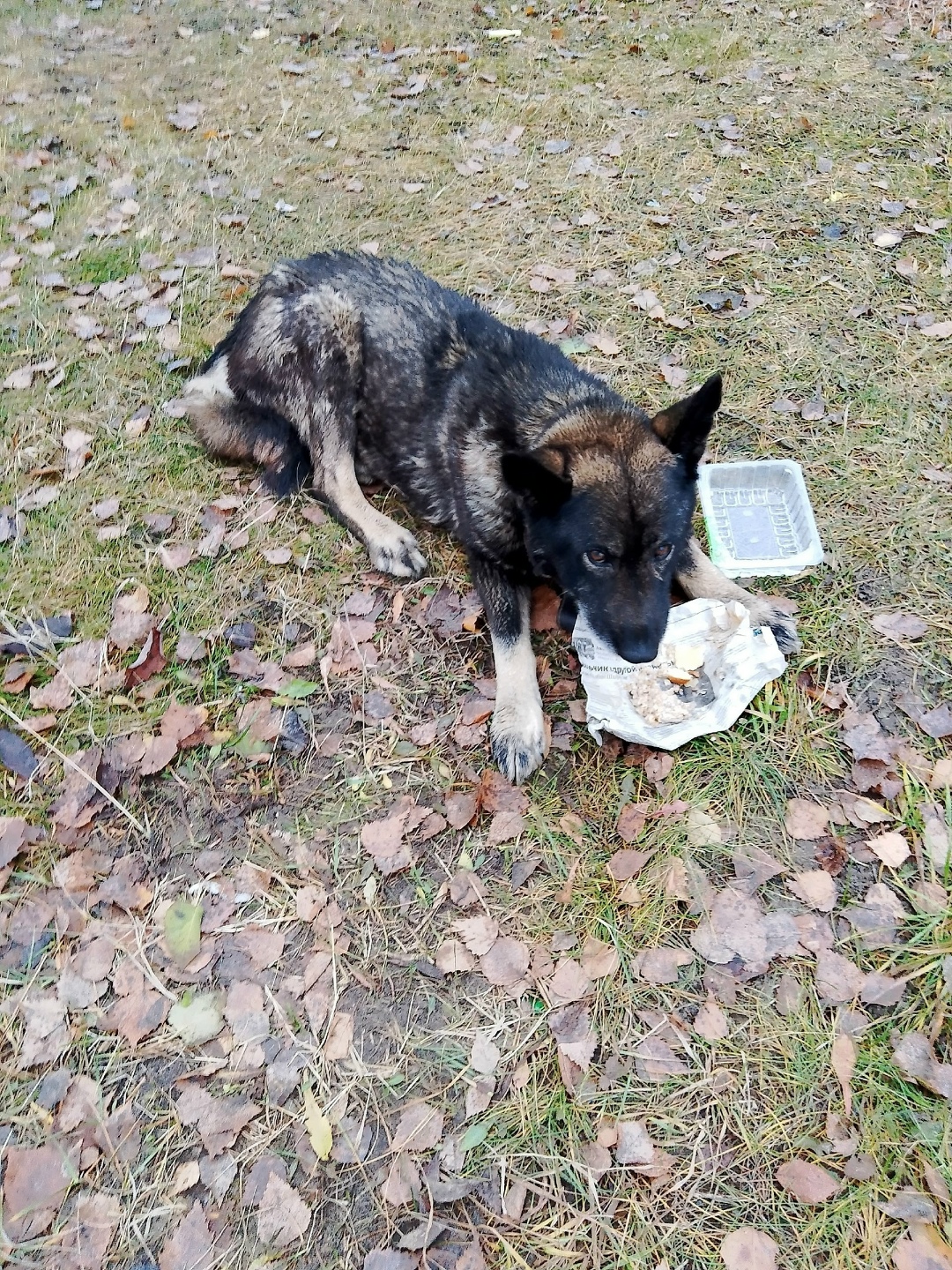 Пропала собака в Сыктывкаре — фото объявления