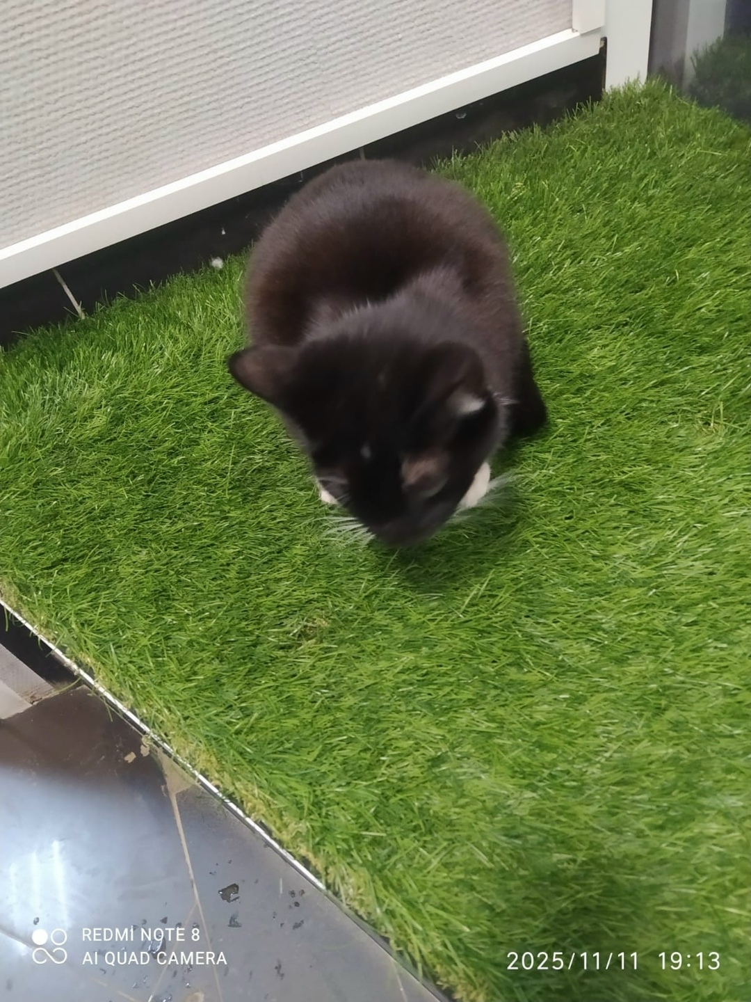 Пропала кошка в Сыктывкаре — фото объявления