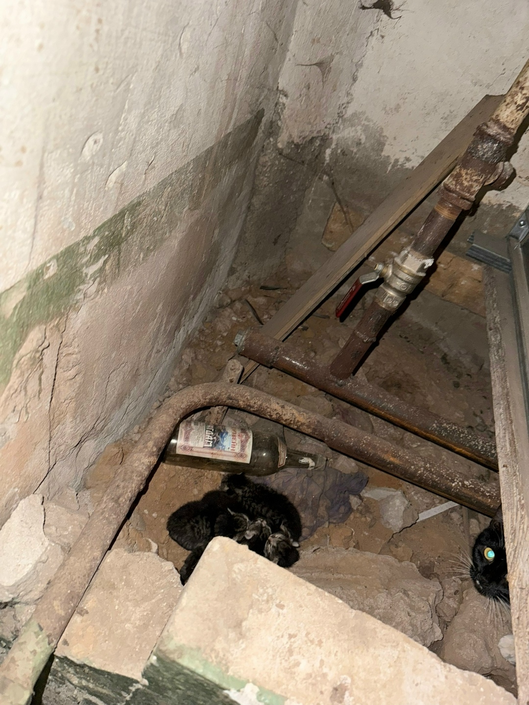 Найдена кошка в Сыктывкаре — фото объявления