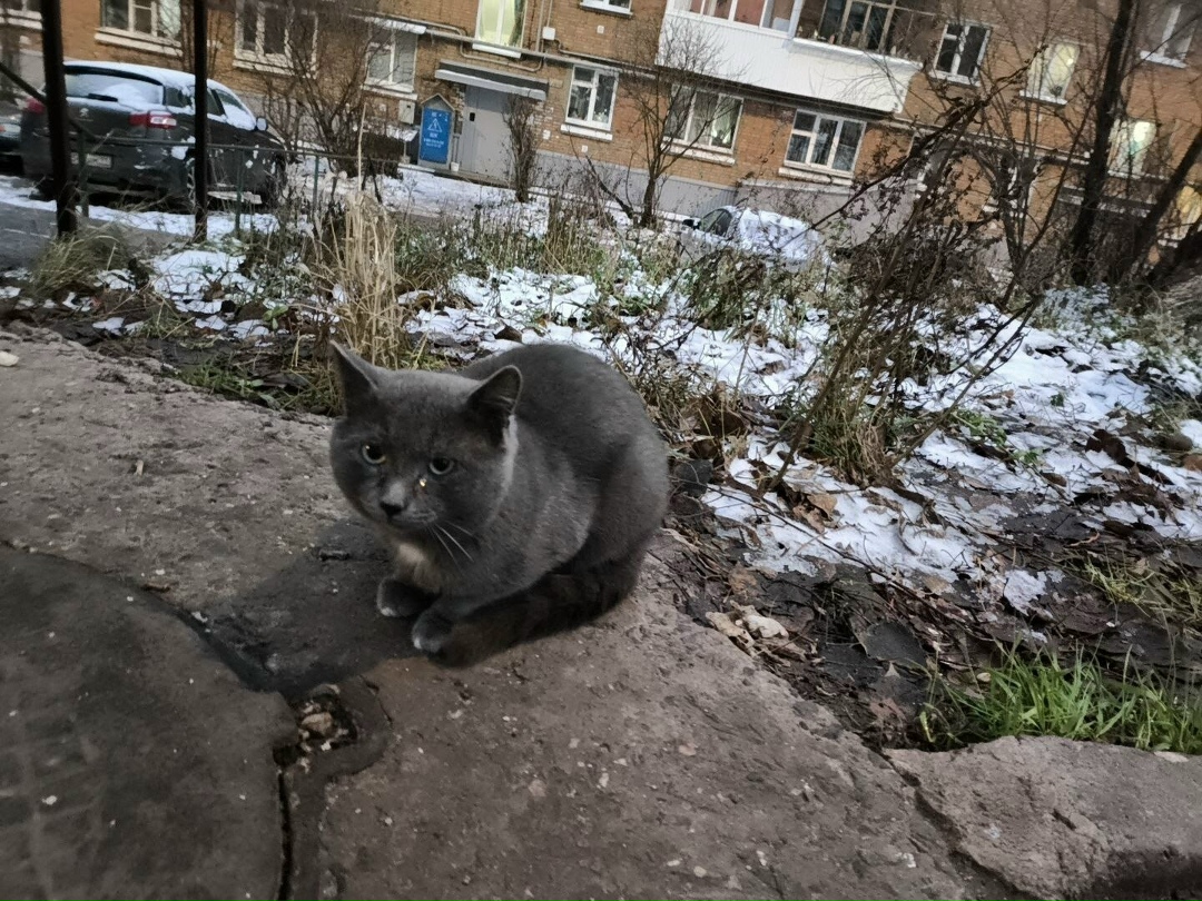 Найдена кошка в Сыктывкаре — фото объявления