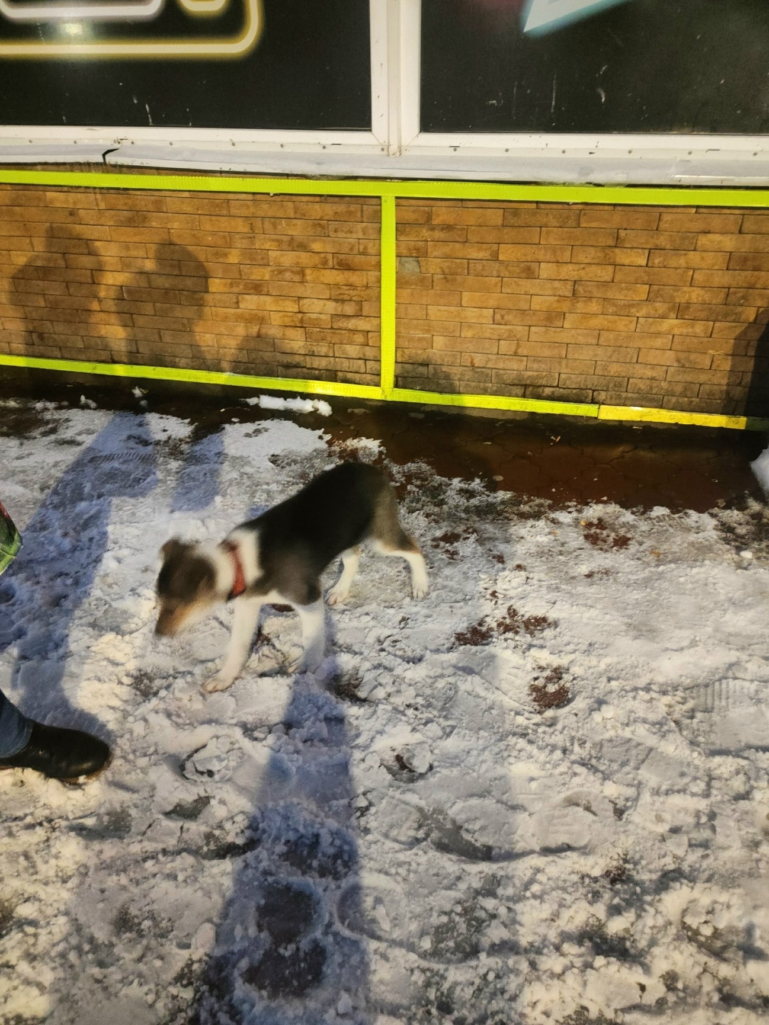 Пропала собака в Сыктывкаре — фото объявления