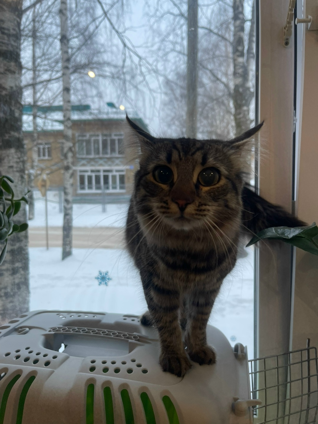 Найдена кошка в Сыктывкаре — фото объявления