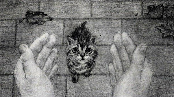 Найдена кошка в Сыктывкаре — фото объявления