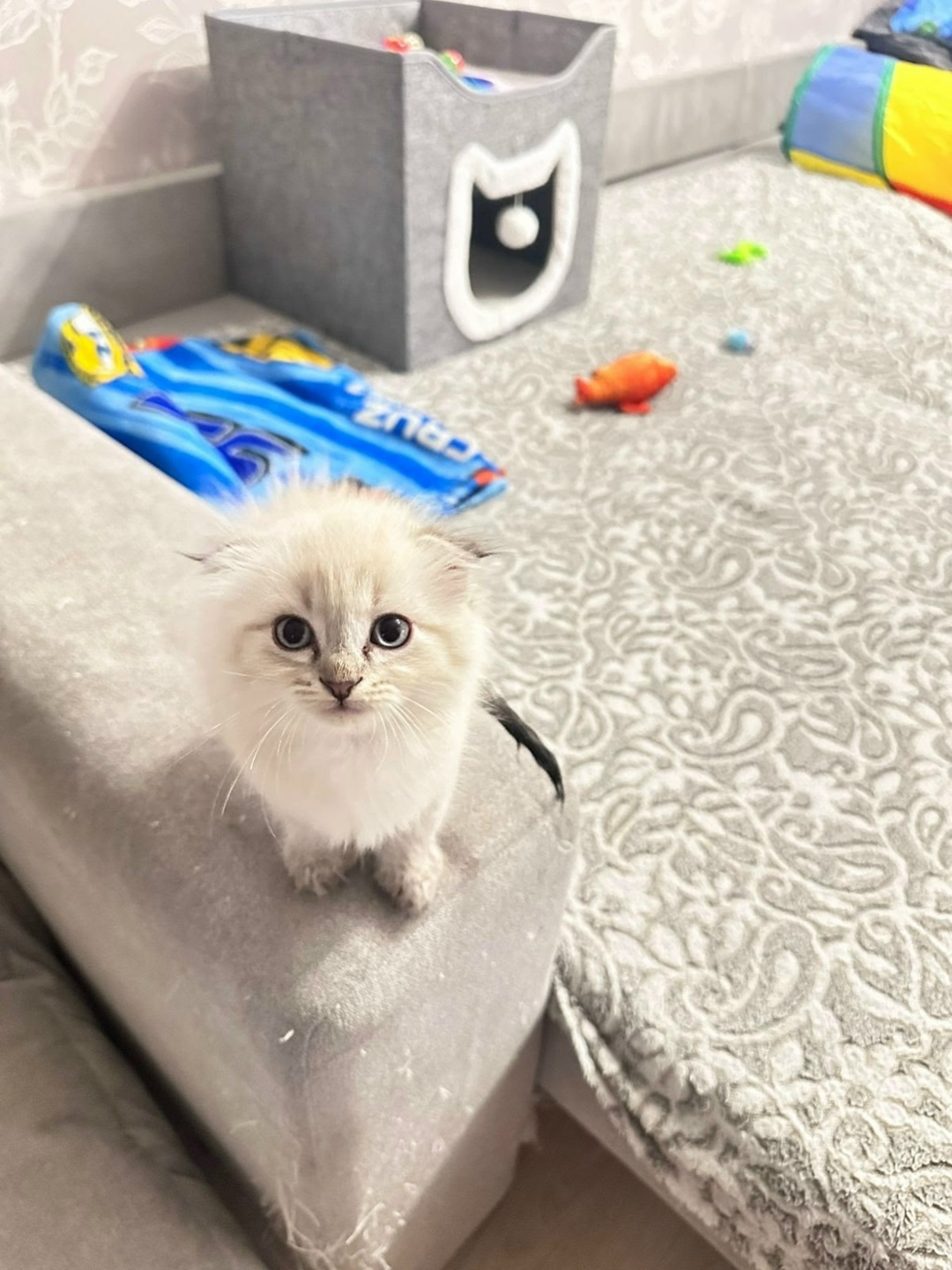 Пропала кошка в Сыктывкаре — фото объявления