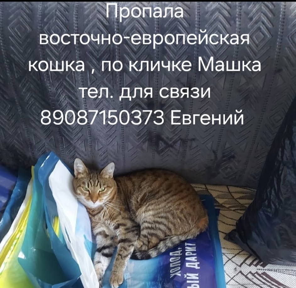 Пропала кошка в Сыктывкаре — фото объявления