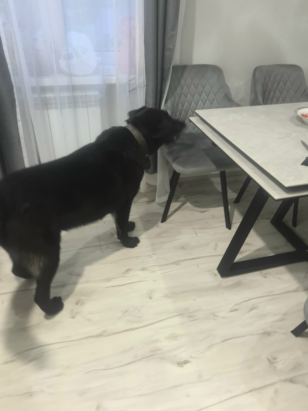 Пропала собака в Сыктывкаре — фото объявления