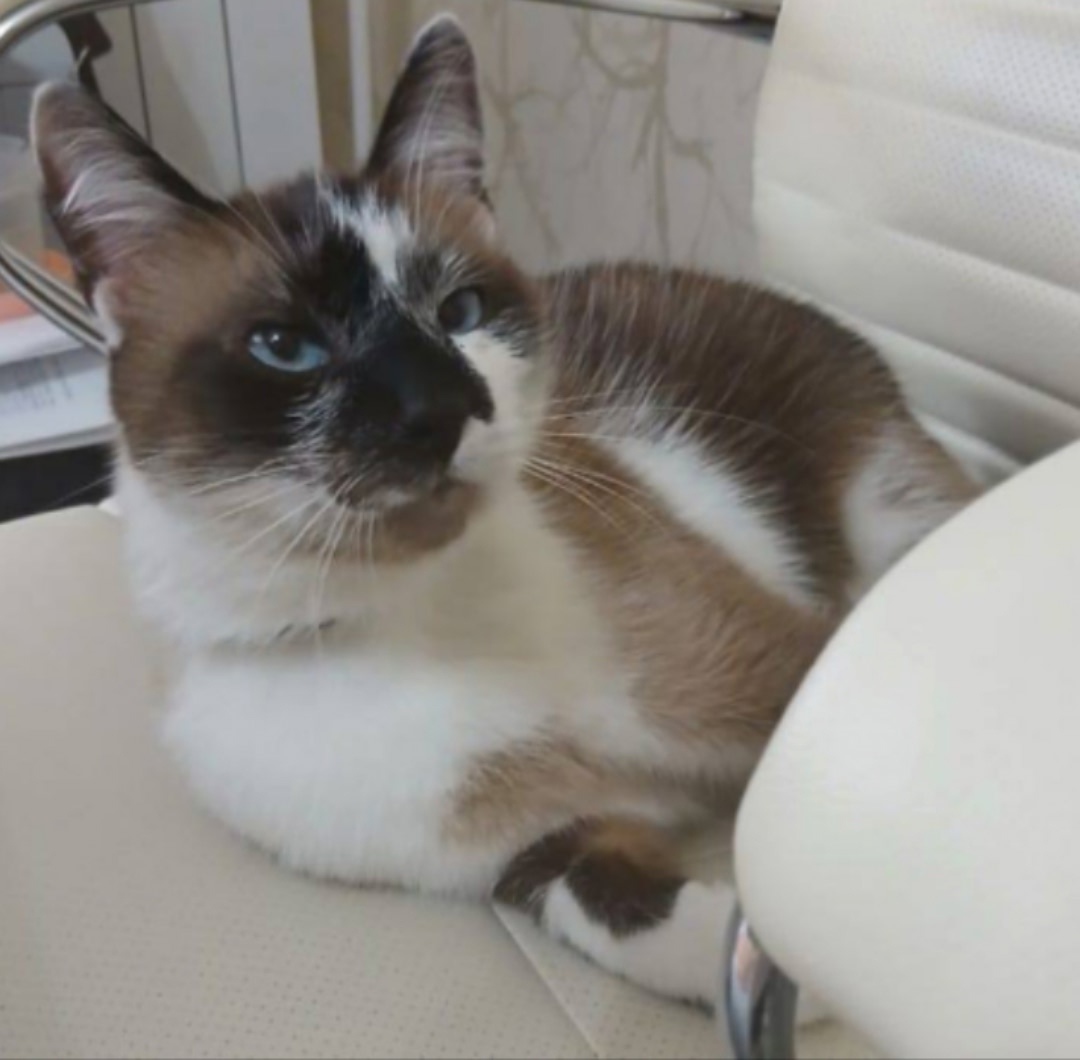 Пропала кошка в Сыктывкаре — фото объявления