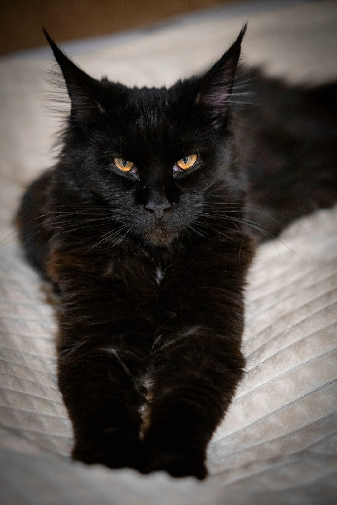 Пропала кошка в Дзержинске — фото объявления