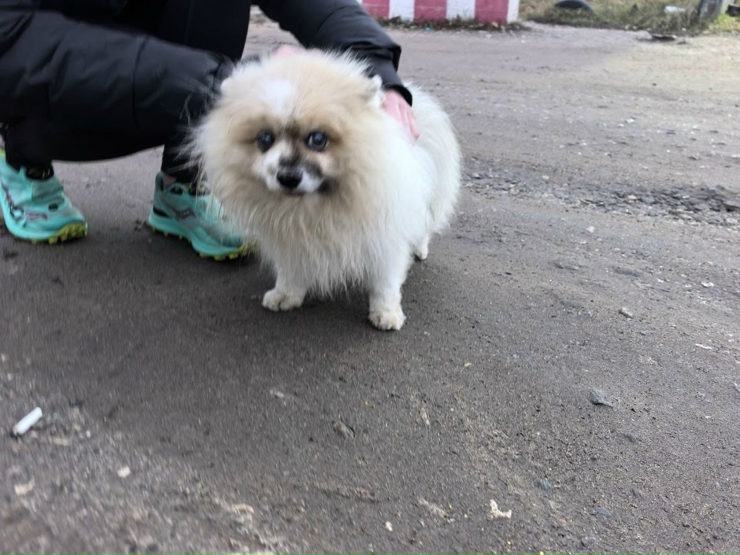 Найдена собака в Дзержинске — фото объявления