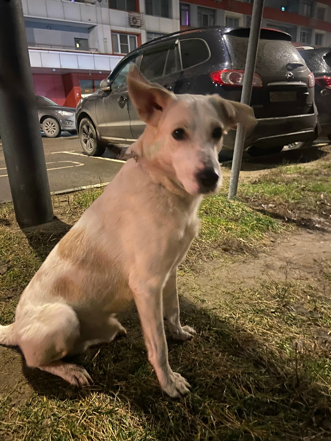 Найдена собака в Дзержинске — фото объявления