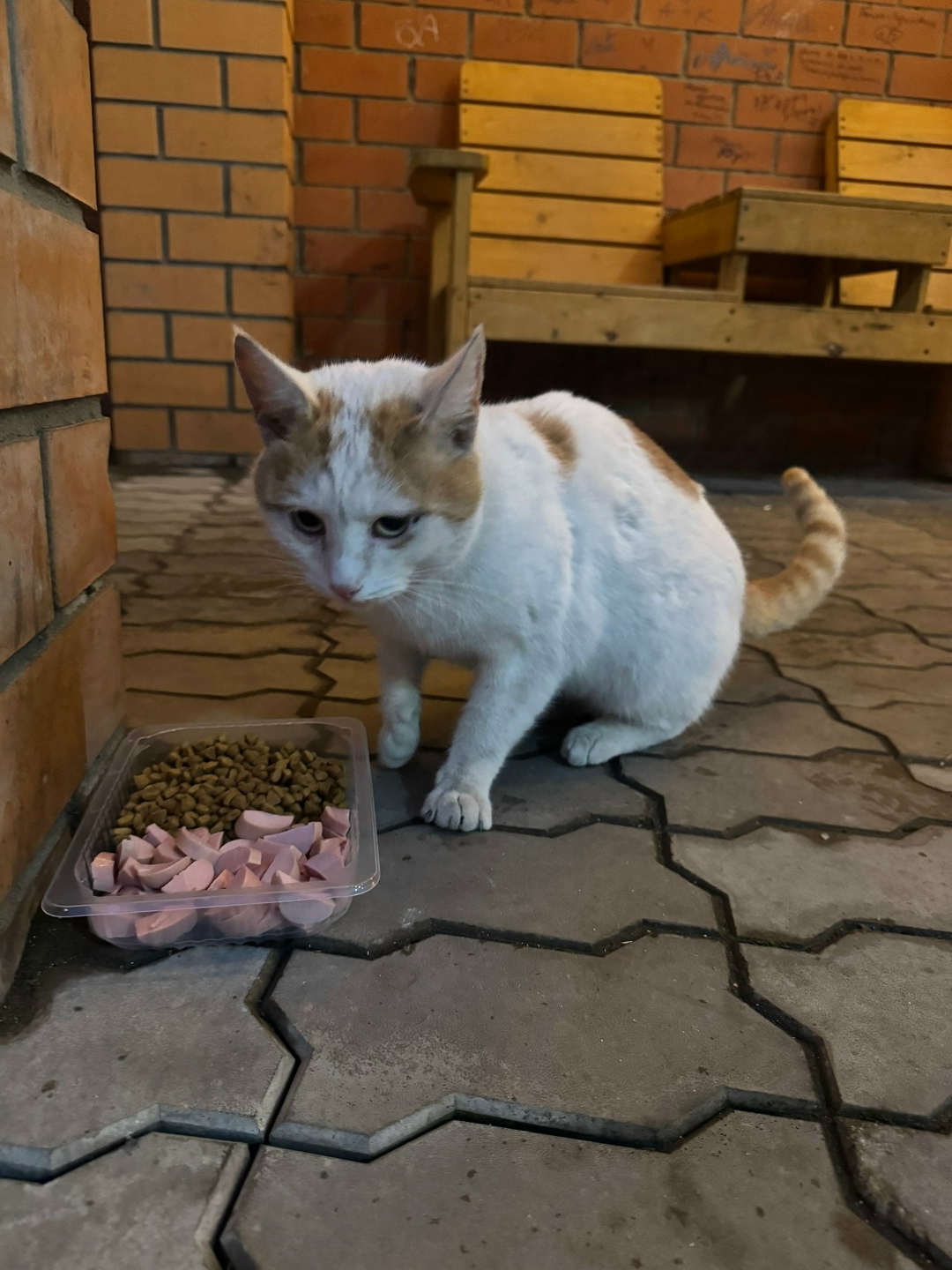 Пропала кошка в Дзержинске — фото объявления