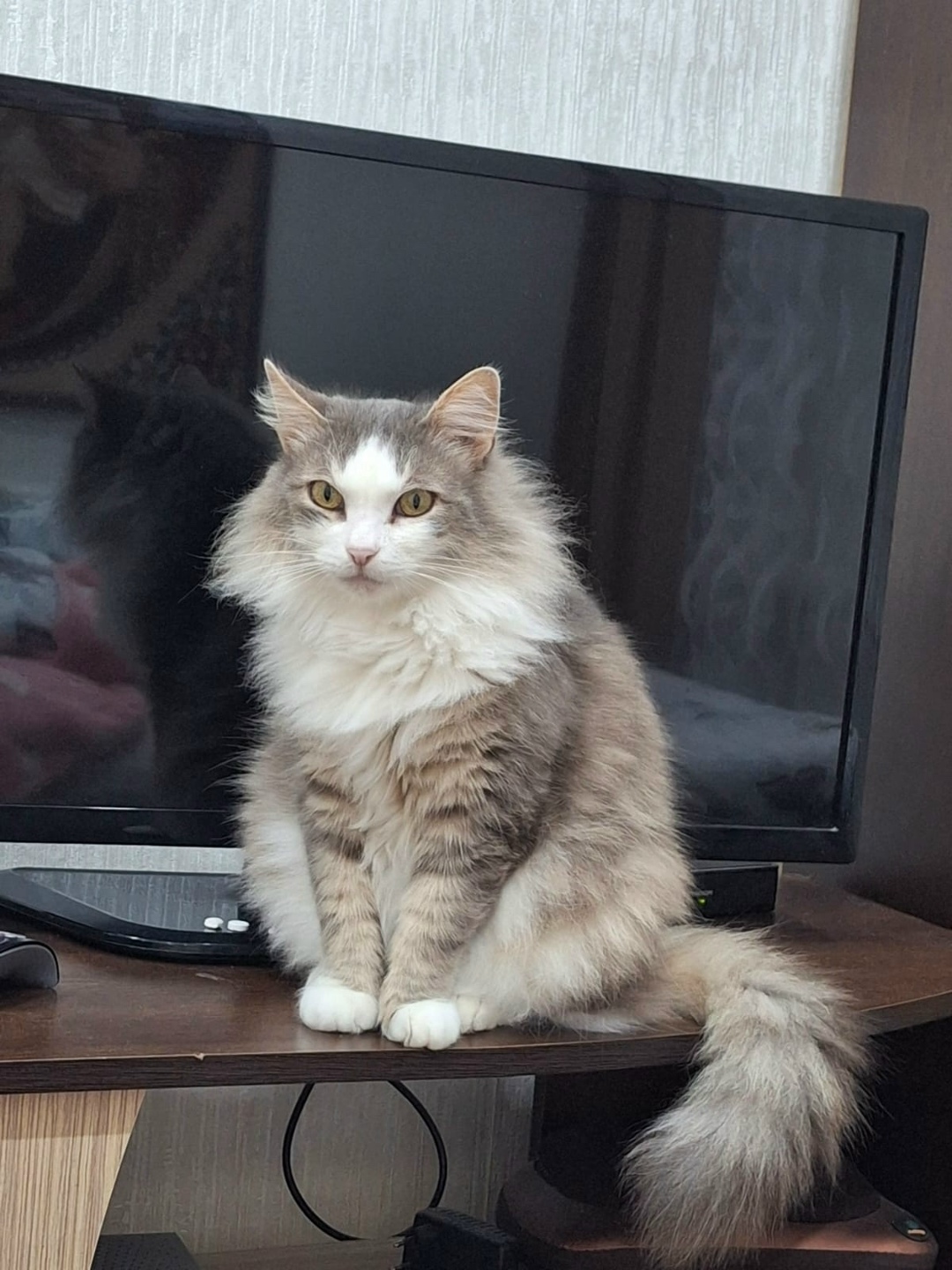 Пропала кошка в Дзержинске — фото объявления