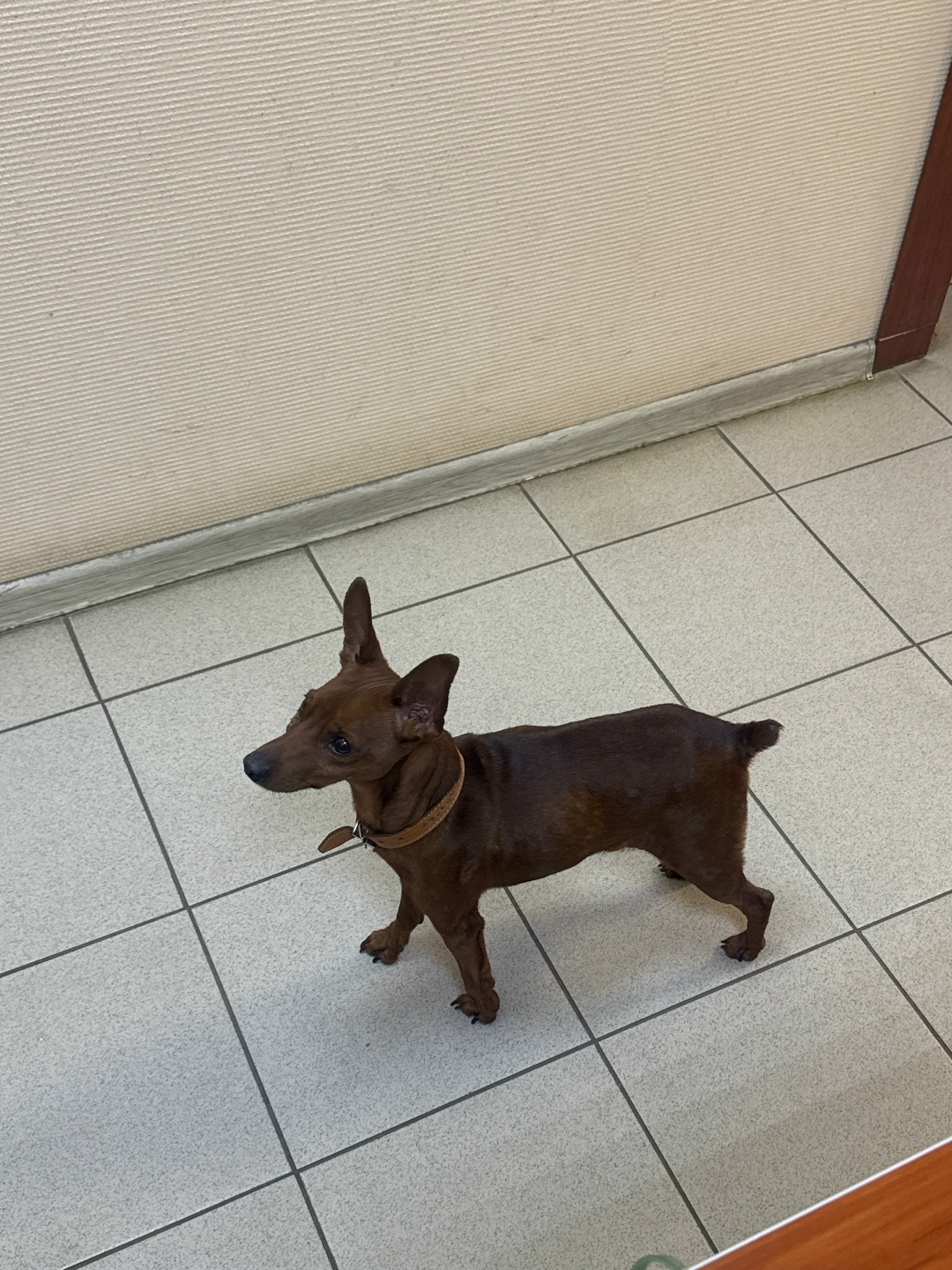 Найдена собака в Дзержинске — фото объявления