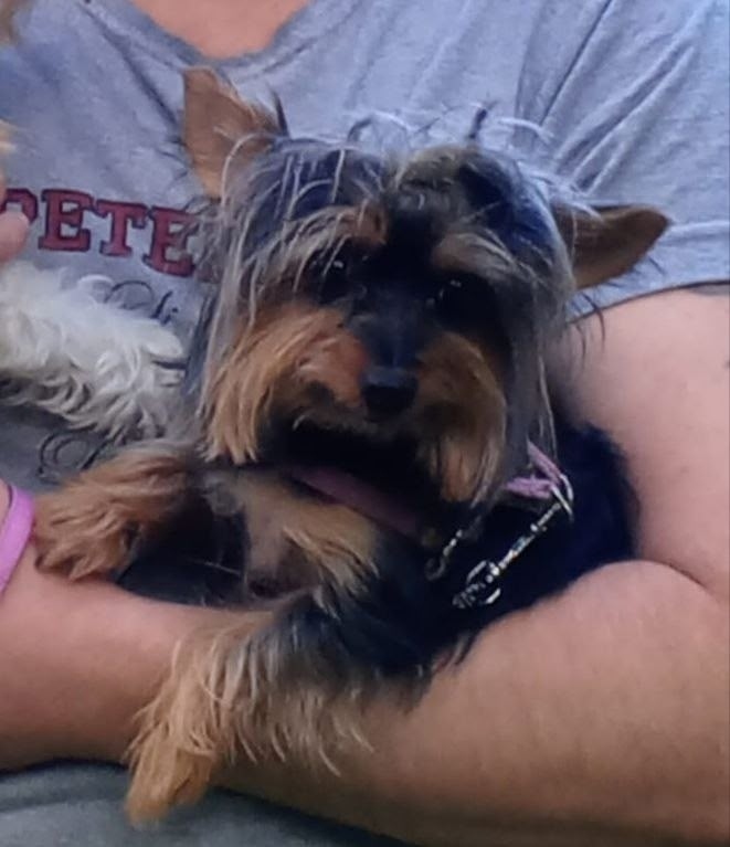 Пропала собака в Дзержинске — фото объявления