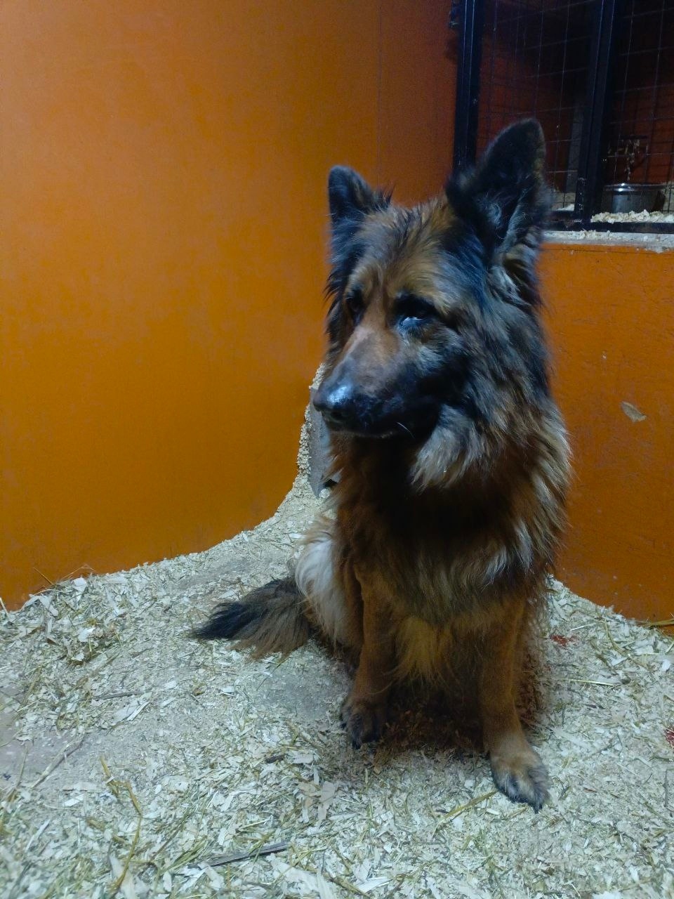 Найдена собака в Дзержинске — фото объявления