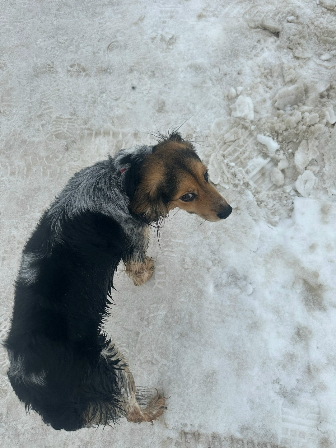 Найдена собака в Дзержинске — фото объявления