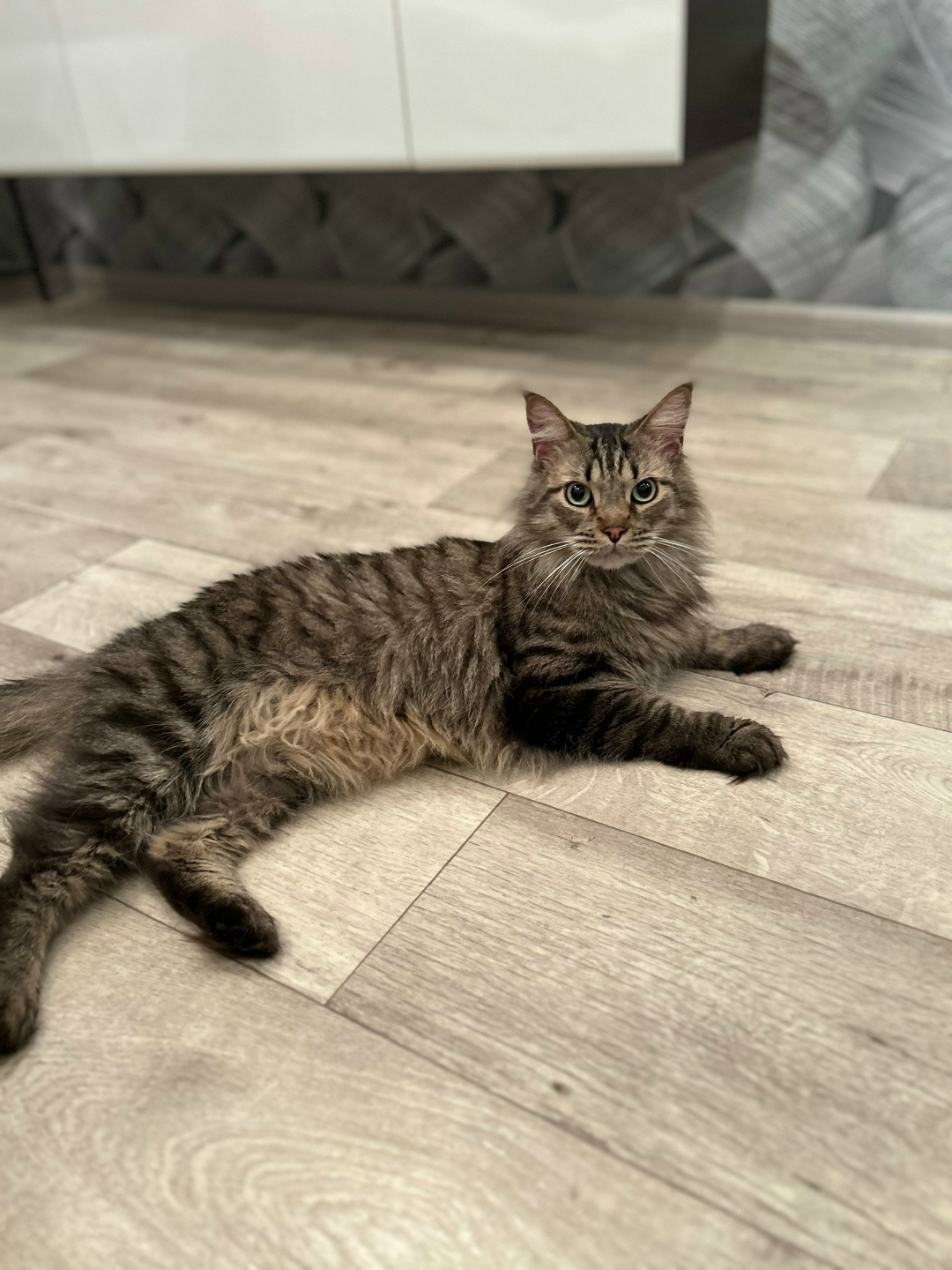 Найдена кошка в Дзержинске — фото объявления