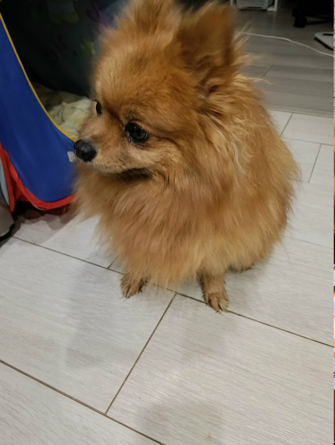 Найдена собака в Дзержинске — фото объявления