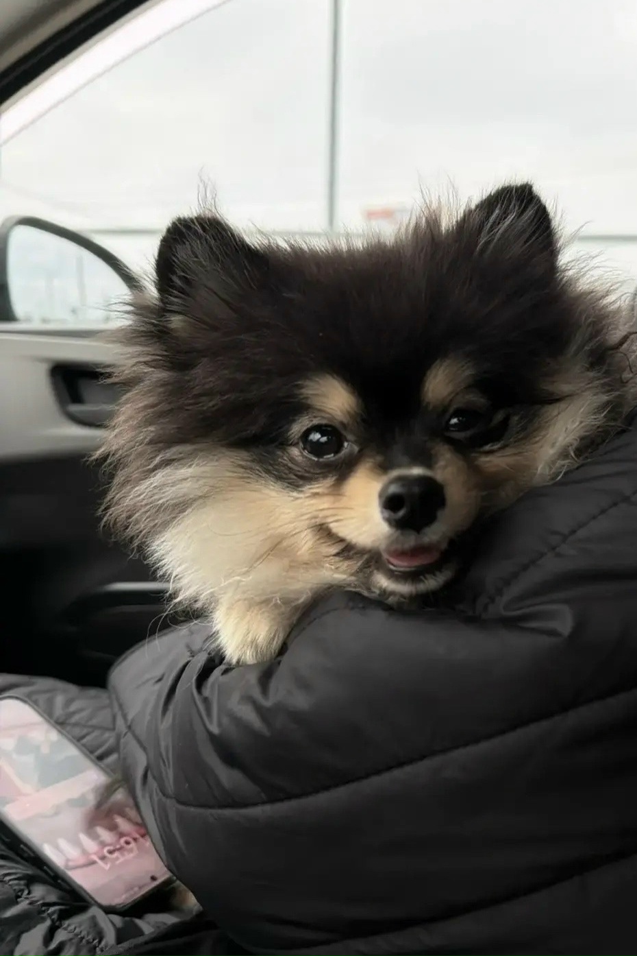 Найдена собака в Дзержинске — фото объявления